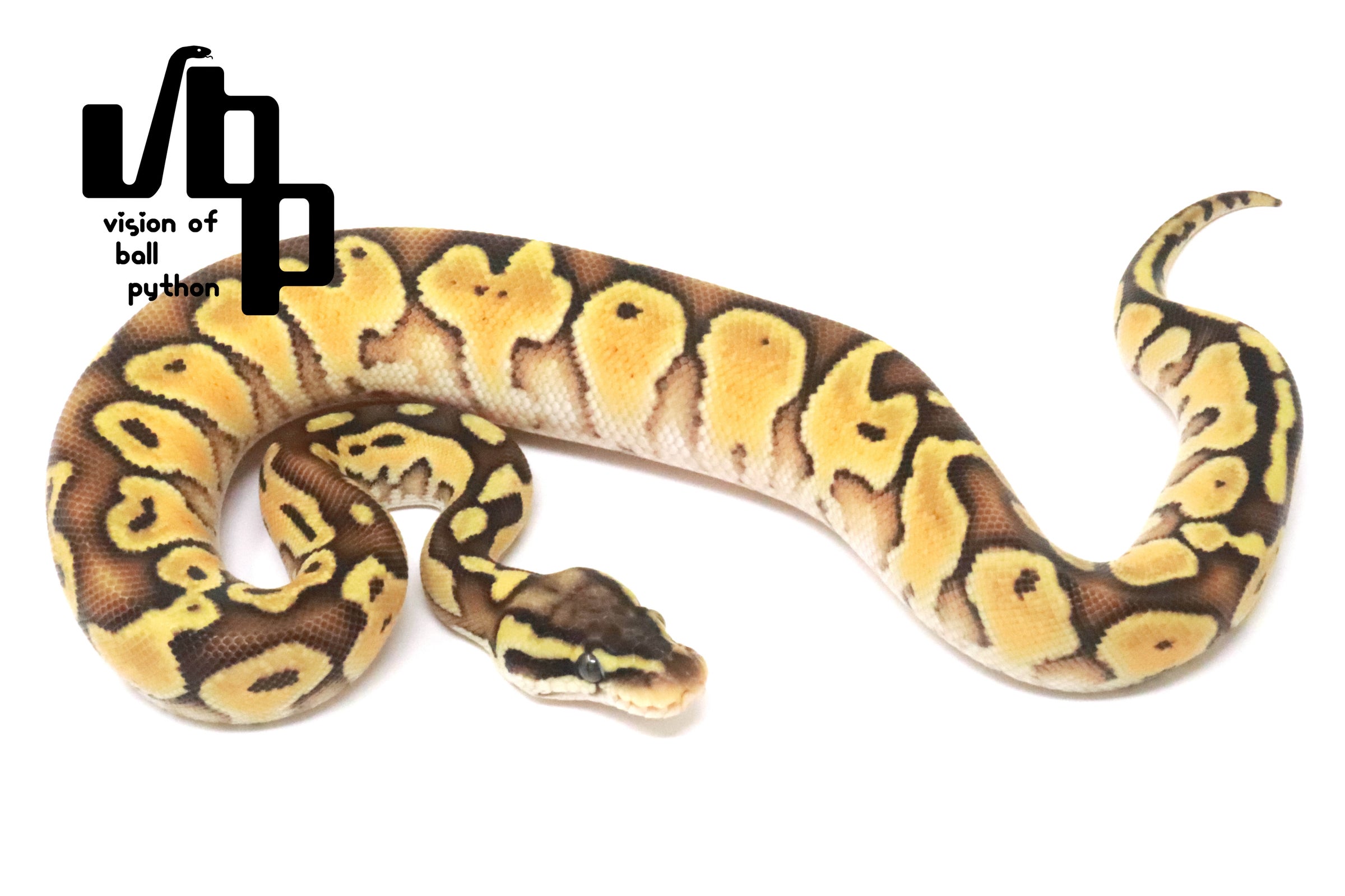 ボールパイソン　vbp タブ　VR2835GN 6個セット 過去販売個体 | vbp